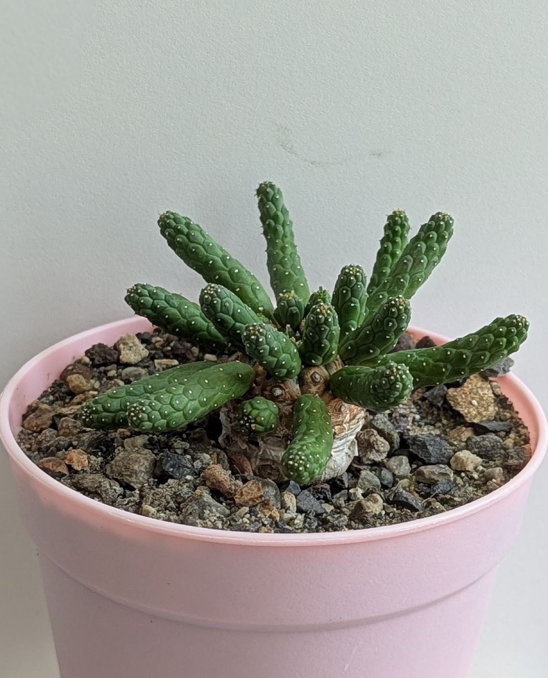 Pflanzen & Samen: Euphorbia inermis  – Gebraucht aus Comano von che_8lc2 1