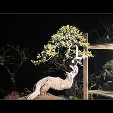 Profile image of BonsaiNaturist.com