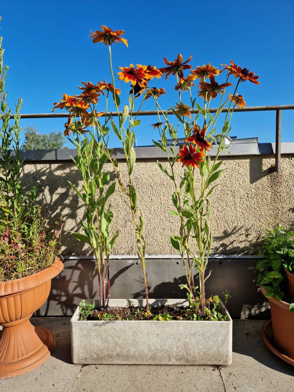 Piante & sementi: Balkon-/Gartenpflanze: Sonnenhut – Usato da Münchenbuchsee venduto da Aare22 3