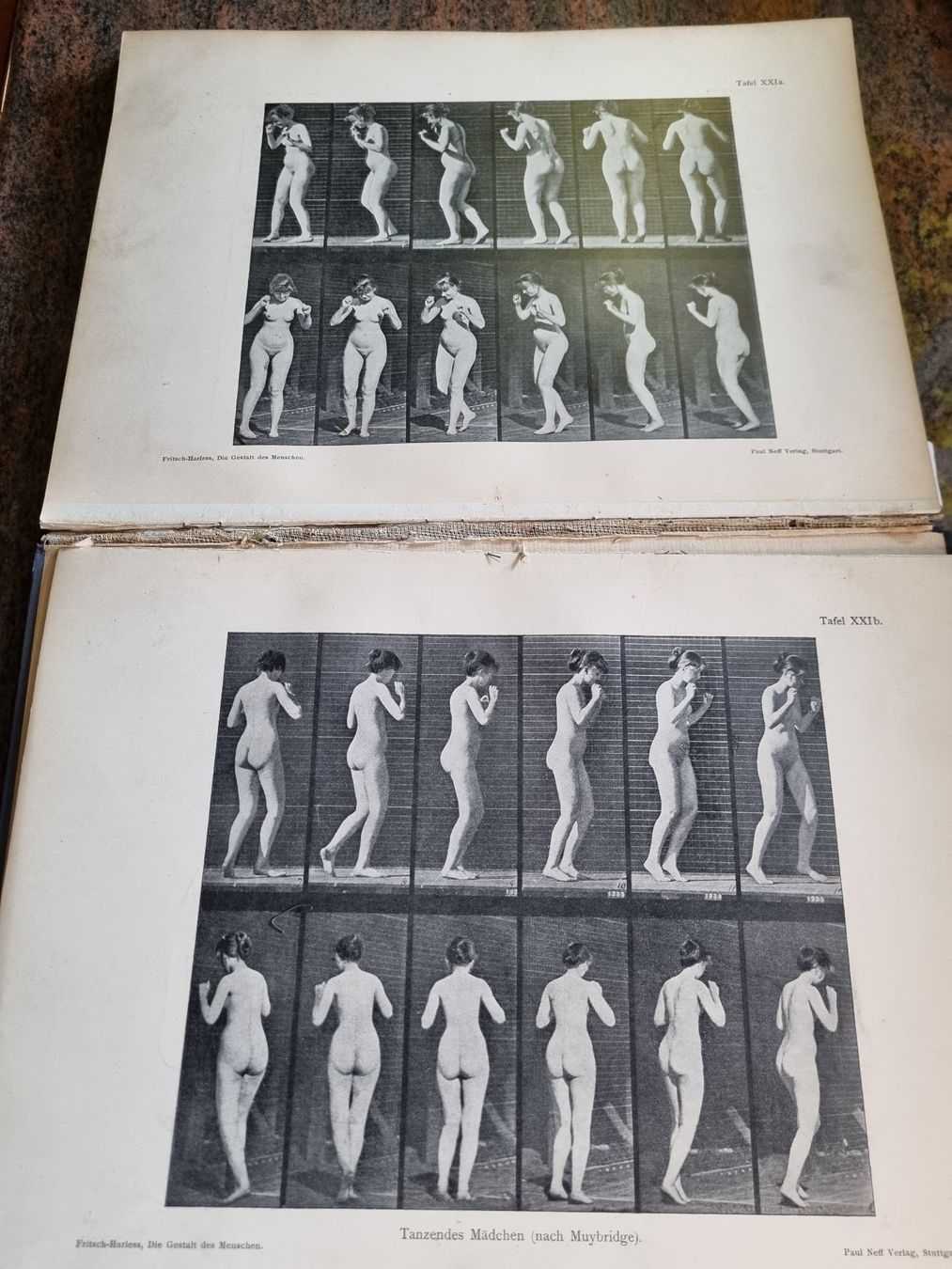 Libri: Die Gestalt des Menschen 1905 – Usato da Trachslau venduto da post35 8