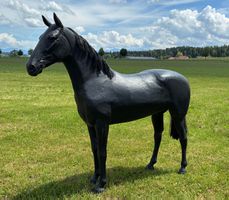 Schwarzes Pferd Lebensgross