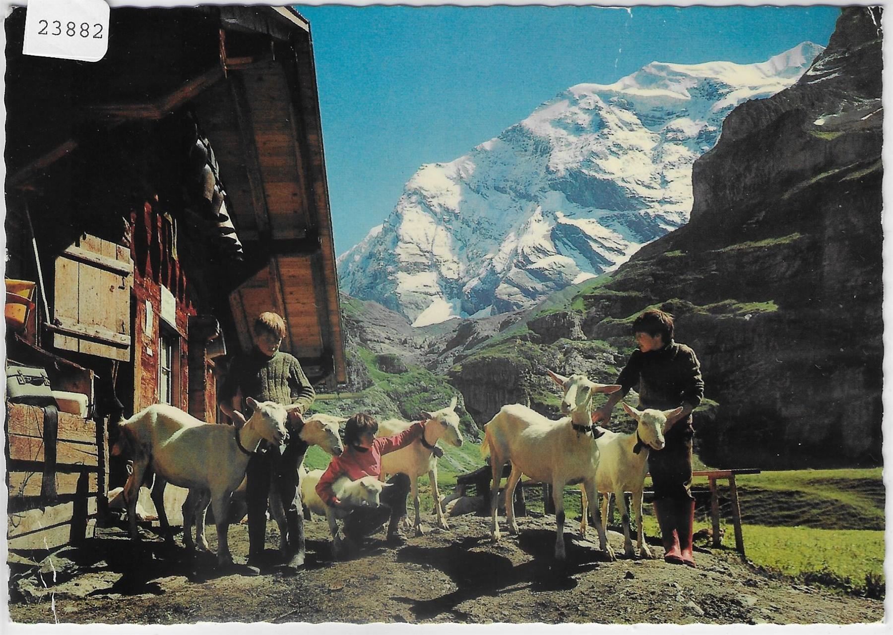 Cartoline postali: Gamchihütte Kiental - Ziegen chevres – Antico da Ettingen venduto da Kartenplanet