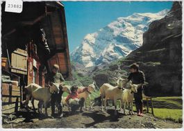 Gamchihütte Kiental - Ziegen chevres