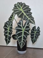 🌿 Ausgewachsene, blühende Alocasia Polly 🌿