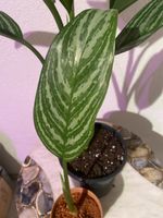 🌿🤩Aglaonema Ableger Zimmerpflanze grün weiss gestreift