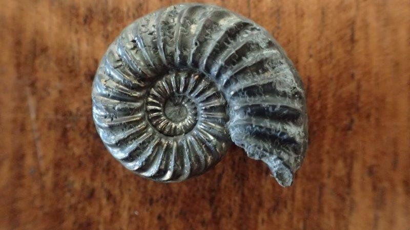 Fossili: 4 Pyrit Ammoniten Frankreich – Usato da Rickenbach BL venduto da Oktober68 6