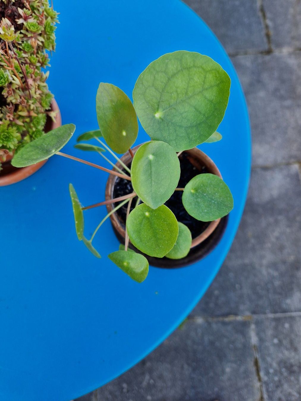 Piante & sementi: Zimmerpflanze: Pilea – Usato da Münchenbuchsee venduto da Aare22 1