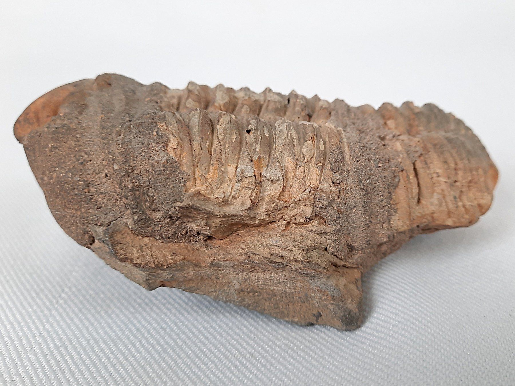 Fossili: Fossile Trilobiten – Usato da Beinwil am See venduto da Restwert_Beinwil 5
