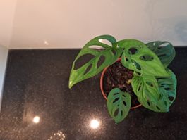 Monstera adensonii