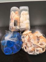 Muscheln zum Dekorieren und Basteln