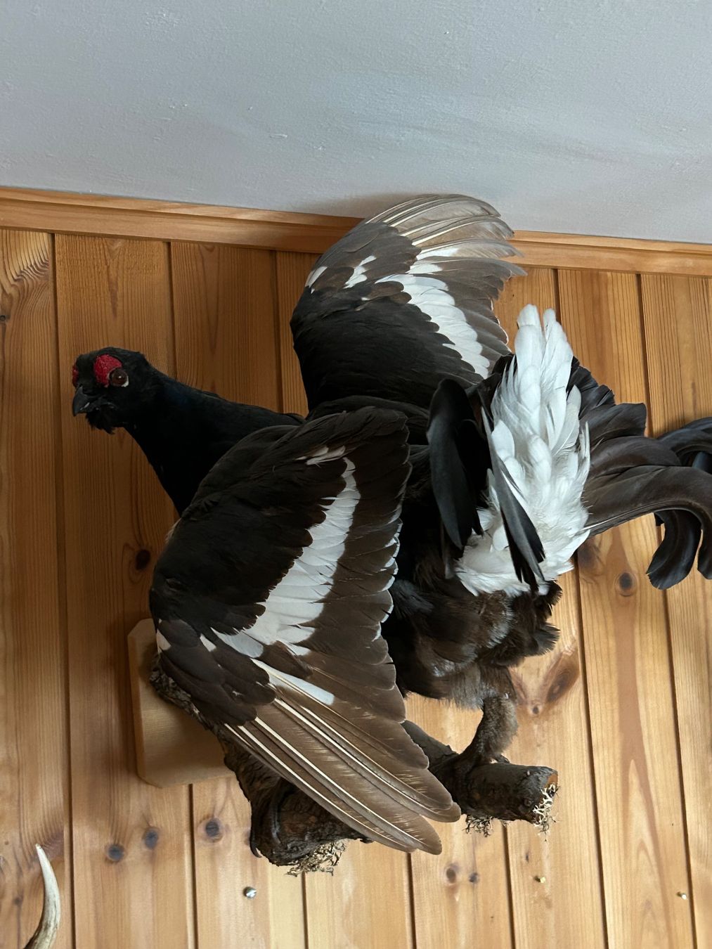 Welt der Tiere: Trophäe Birkhahn ausgestopft > 2 Tiere – Gebraucht aus Davos Platz von cilgia08 2