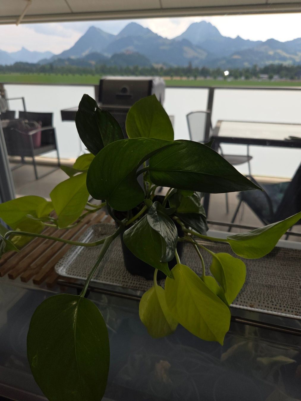 Piante & sementi: ** Mix Epipremnum aureum** – Usato da Broc venduto da omegadlocks