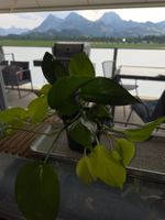 ** Mix Epipremnum aureum**
