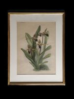 Orchidee Lithographie 1888 Reichenbachia Goldrahmen
