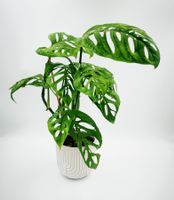 Monstera esqueleto gross selten Top Zustand