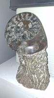 Ammonit, echtes versteinertes Fossil auf Steinsockel, 24 cm