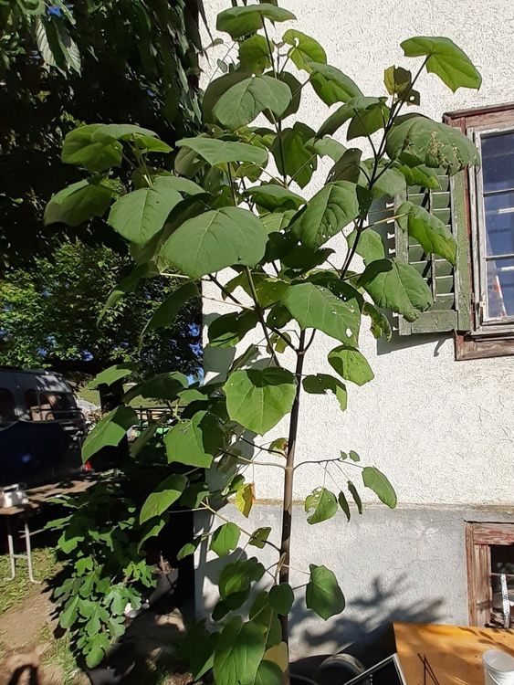 Kaiserbaum Paulowina Kiri Baum Blauglockenbaum ca. 2.90m Kaufen auf