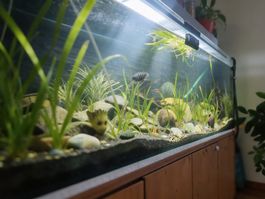 Grosses Aquarium mit Fischen und Zubehör, Top Zustand!