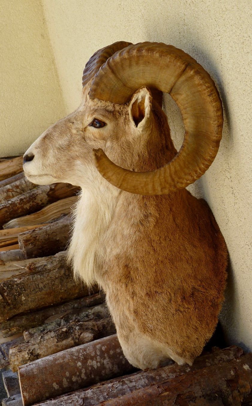 Il mondo degli animali: URIAL  (ovis orientalis) – Usato da Sorens venduto da raffiot 2