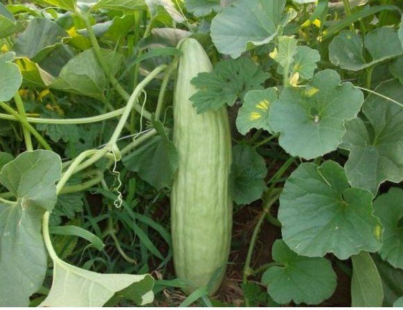 Piante & sementi: MELONENGURKE Carosello Barese / Pflanze – Nuovo (secondo la descrizione) da Hinteregg venduto da ERFOLG78 5