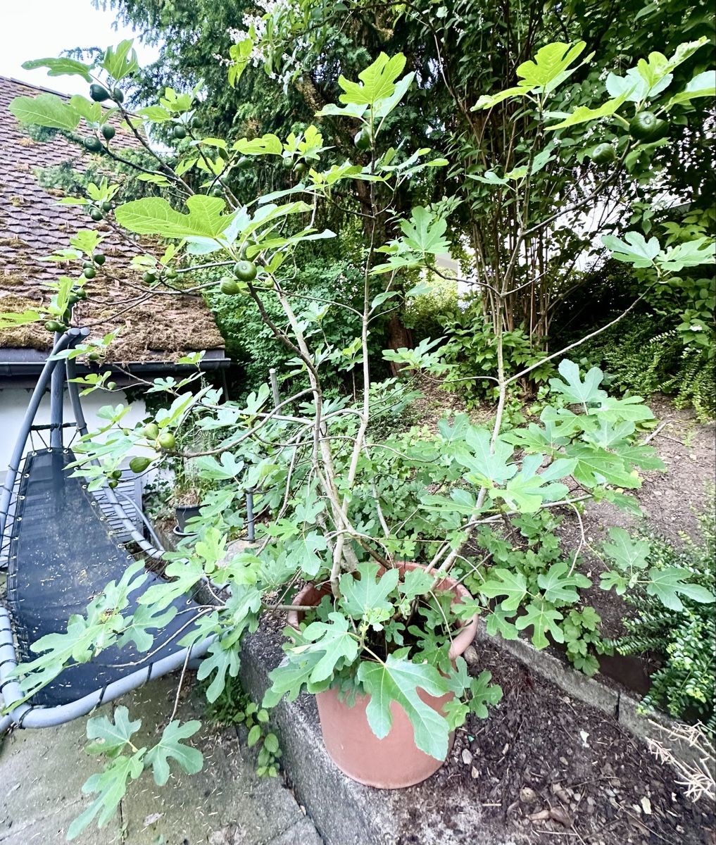 Piante & sementi: Grosser Bio-Feigenbaum im Topf – Usato da Rüti ZH venduto da Amy_M 2