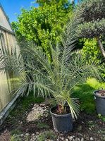 Phoenix canariensis (Kanarische Dattelpalme)