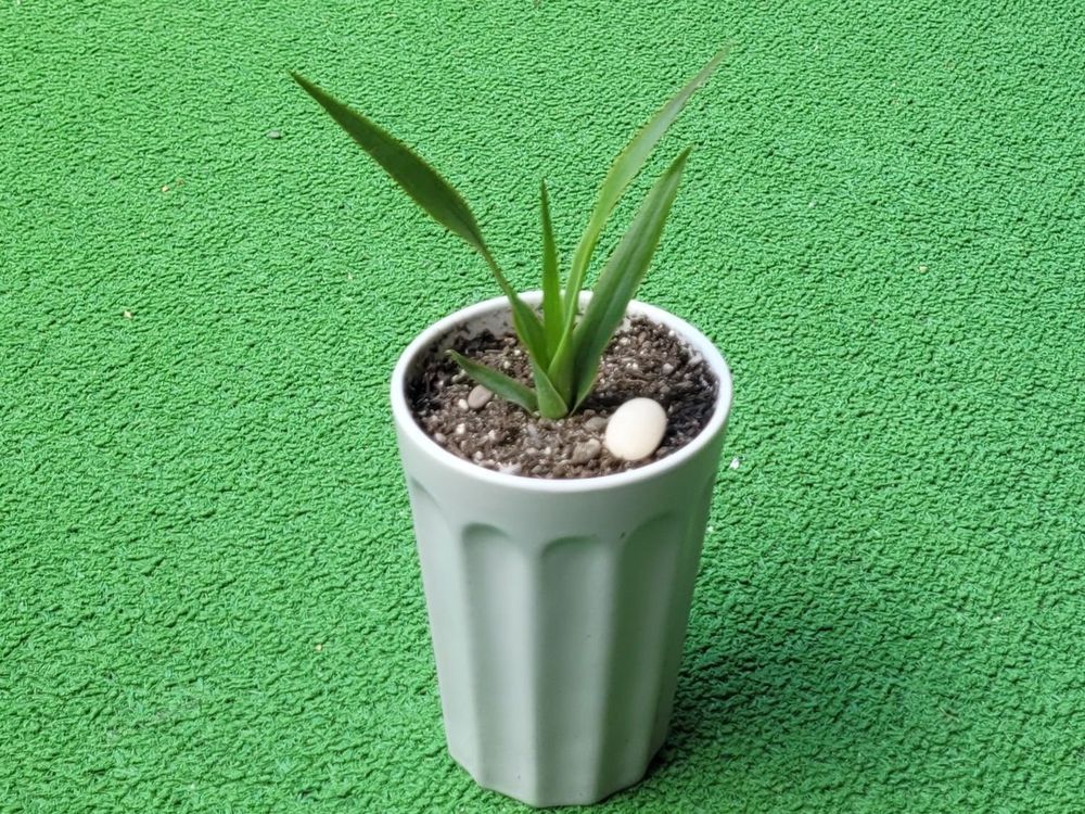Drago, Drachenbaum, Dracaena draco (Gebraucht) in Unterengstringen fr CHF  10  mit Lieferung auf Ricardo kaufen