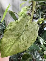 Alocasia Macrorrhiza Splash Variegata rhizome 🪴🌱