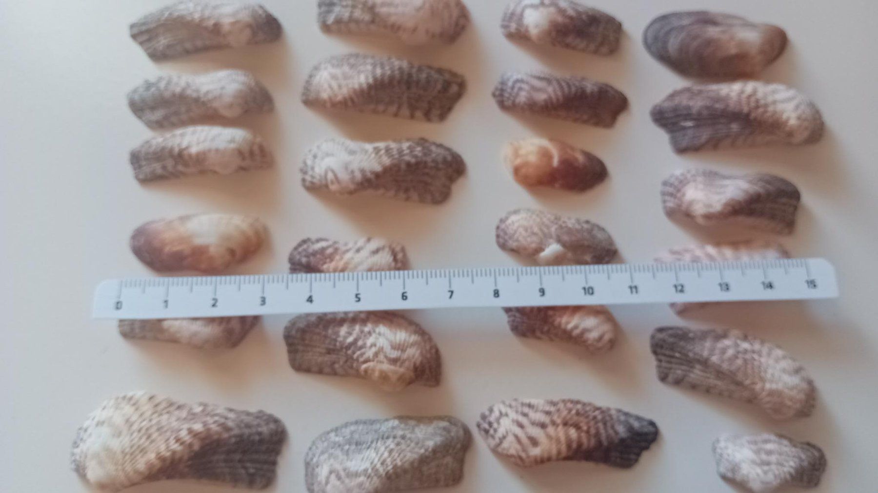 Fossili: Muscheln, 28 Stück – Nuovo (secondo la descrizione) da Salez venduto da Robe12 1