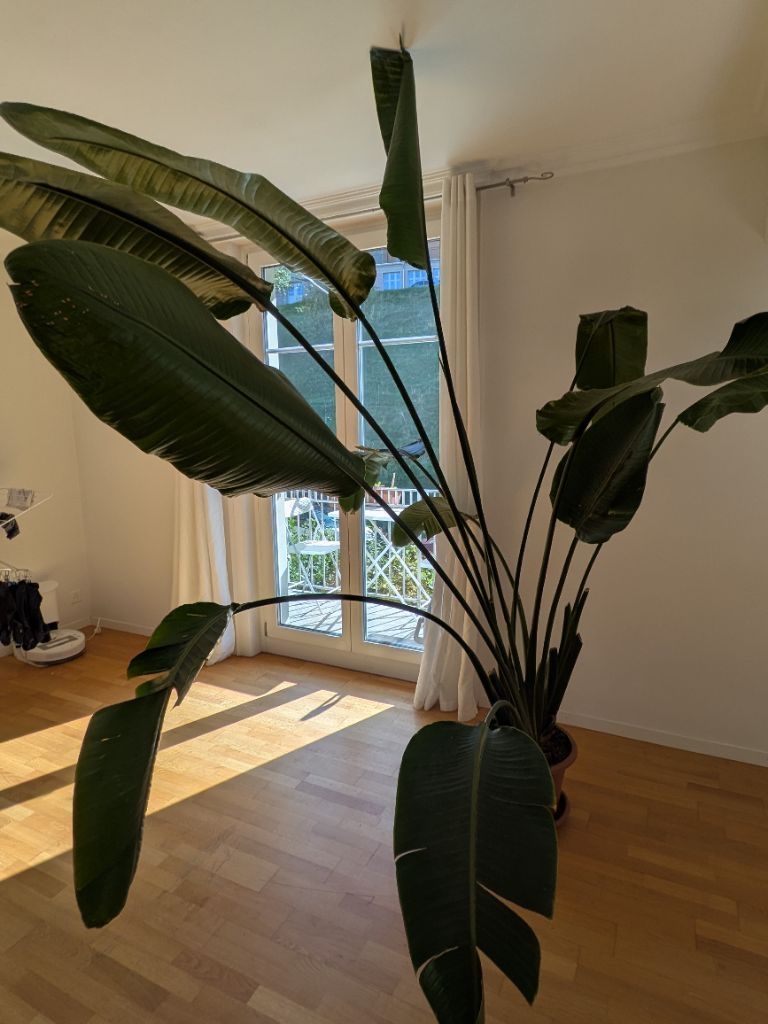 Piante & sementi: Strelitzia Nicolai - 220 cm – Nuovo (secondo la descrizione) da Bern venduto da jor_rw66 3