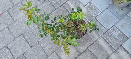 Rose im Topf, kräftige Pflanze, gute Pflege Nr 3