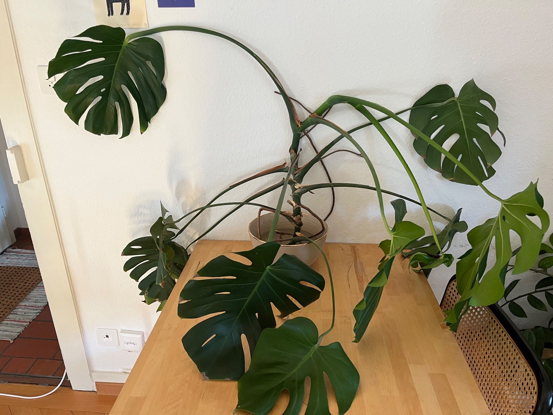 Piante & sementi: Monstera – Usato da Zürich venduto da nodnol