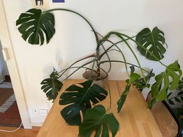 Monstera
