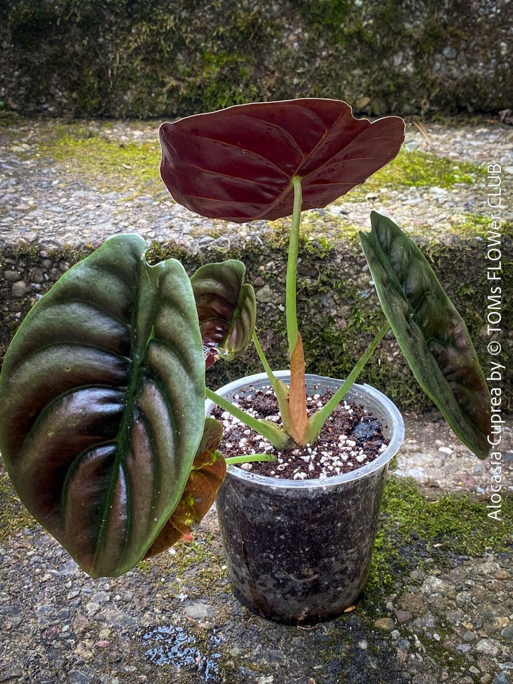 Piante & sementi: Alocasia Cuprea - rund 30x30cm - einzigartig schön, oder? – Nuovo e nell'imballaggio originale da Adliswil venduto da asTOMas963 5