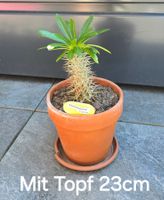 Madagaskar Palme im Tontopf