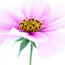Profile image of the-colorful-side