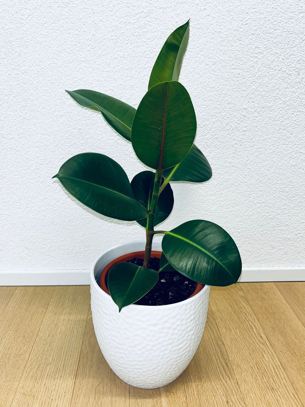 Piante & sementi: FICUS ELASTICA ROBUSTA Pflanze, Gummibaum 60 cm – Usato da Kilchberg ZH venduto da malibubeach