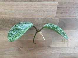 Ableger Hoya Nova Ghost