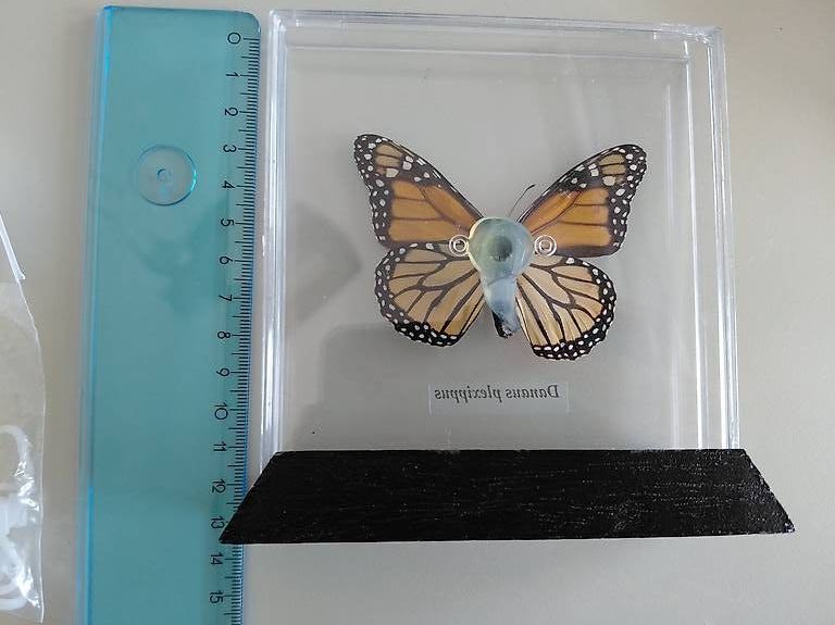 Il mondo degli animali: Schmetterling Monarchfalter – Usato da Dietikon venduto da Chadascha 2