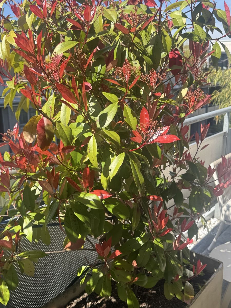 Piante & sementi: Grosser Photinia Red Robin im Topf – Usato da Zürich venduto da and_5bzx 1