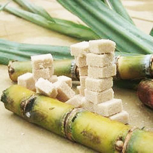 Canne à sucre violaceum ( 2 boutures ) Kaufen auf Ricardo