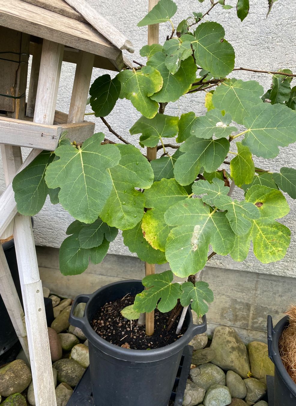 Piante & sementi: Feigenbaum Feige Feigen Baum Pflanzen Topf  Blumetopf – Usato da Dottikon venduto da 6571 1