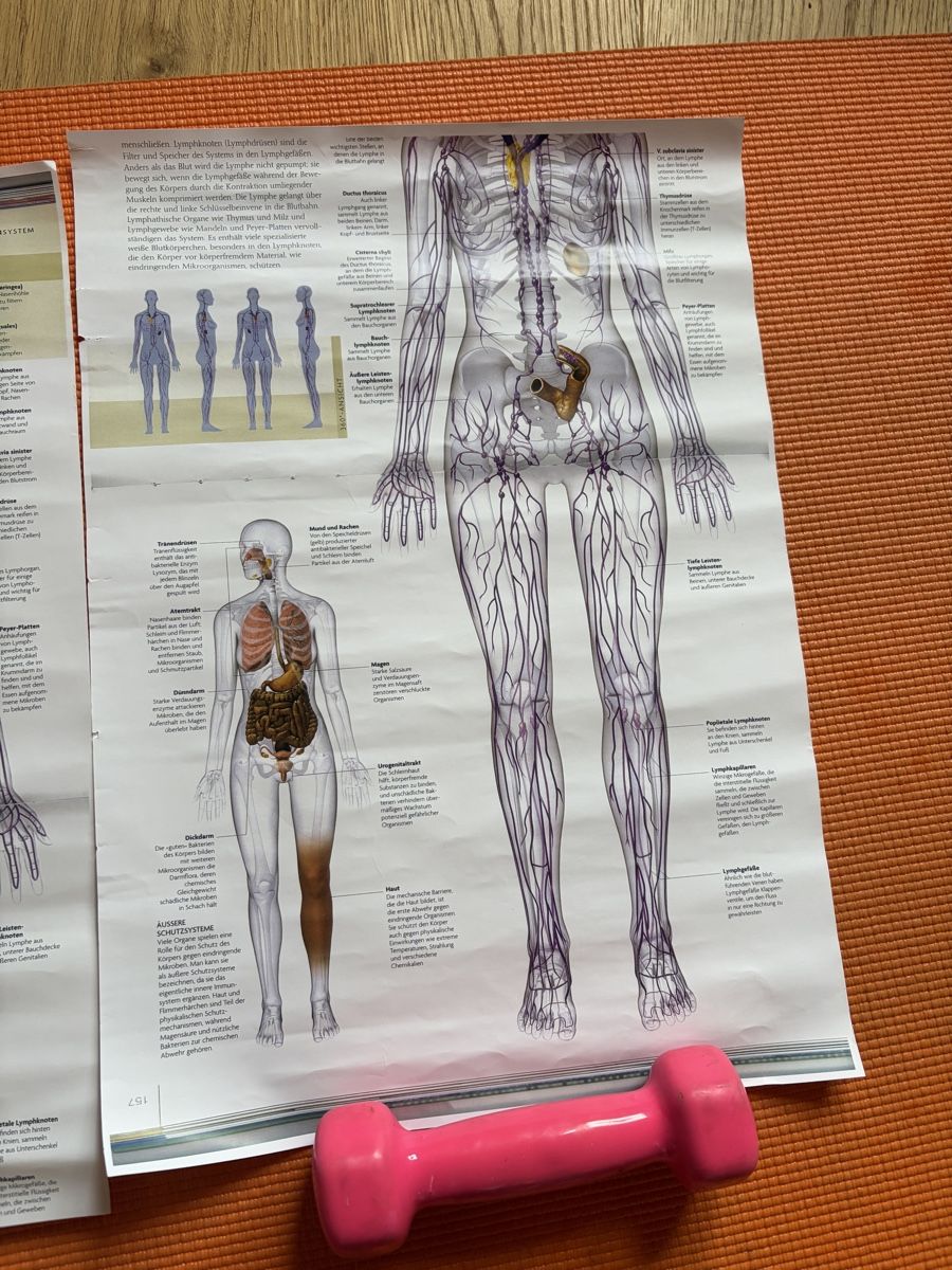 Foto & Immagini: Anatomie Poster Lymphsystem & Immunsystem, 2 Stk, Top! – Nuovo (secondo la descrizione) da Davos Wiesen venduto da Roseli21 2
