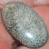 Cabochon L-720 – Helles Schlangen Fossil - 32x19mm