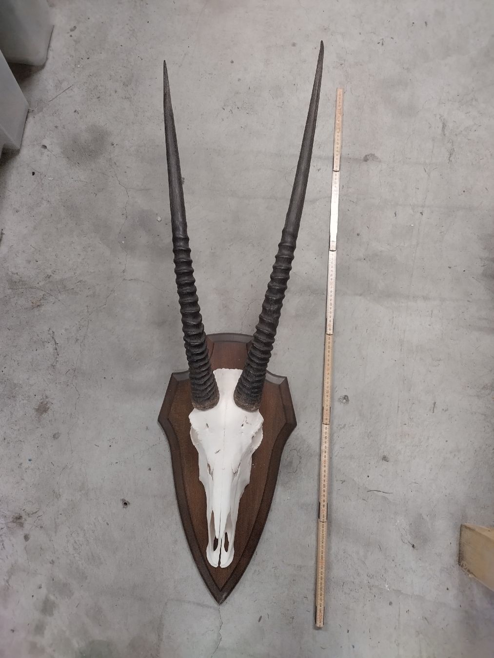 Il mondo degli animali: Oryx  Schädel Trophäe - Top Zustand - Wanddeko Deko – Usato da Wettingen venduto da Bwalti