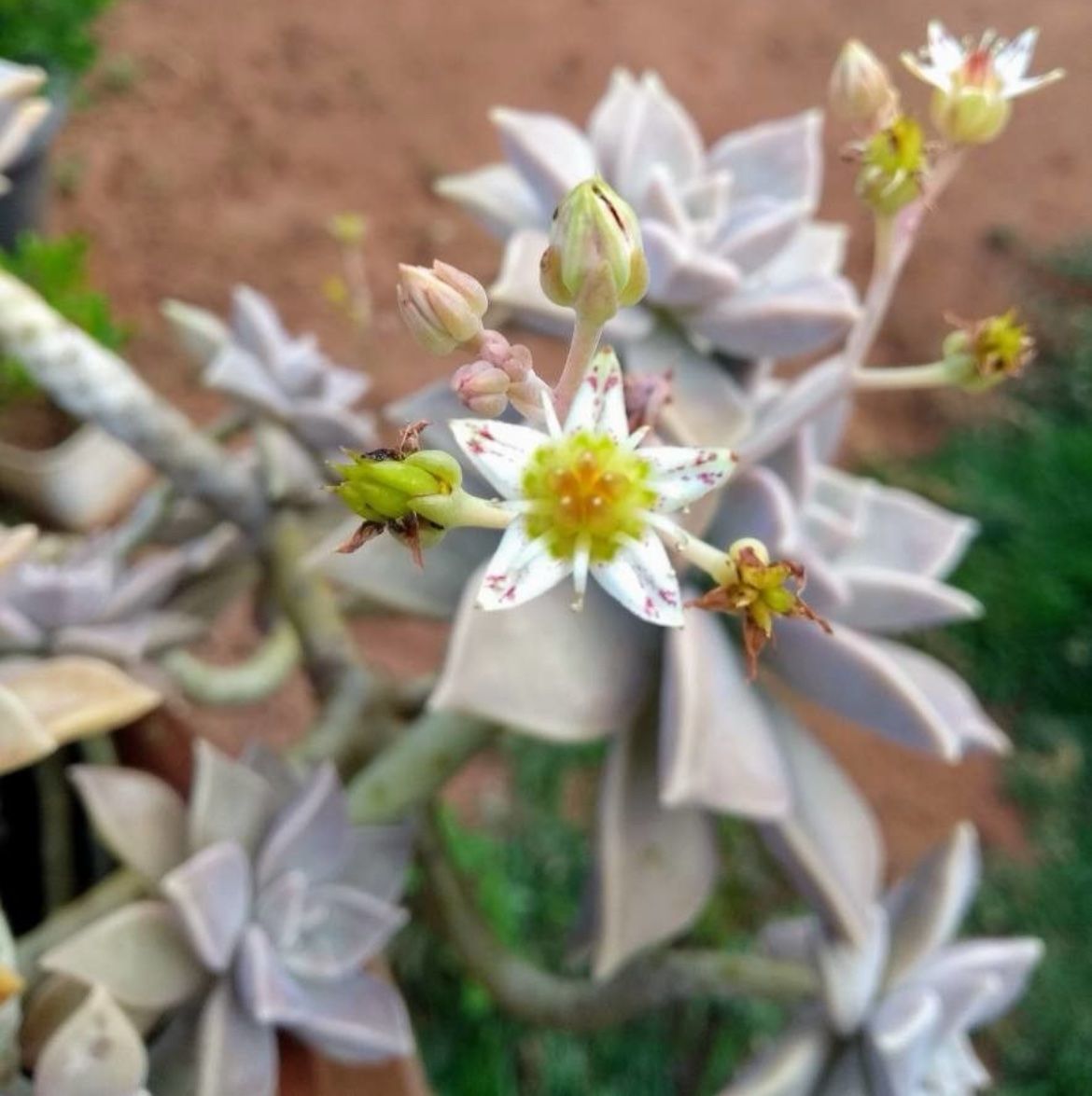 Piante & sementi: GRAPTOPETALUM - FELSENROSE - GHOST PLANT – Nuovo (secondo la descrizione) da Buchs AG venduto da fischli610 5