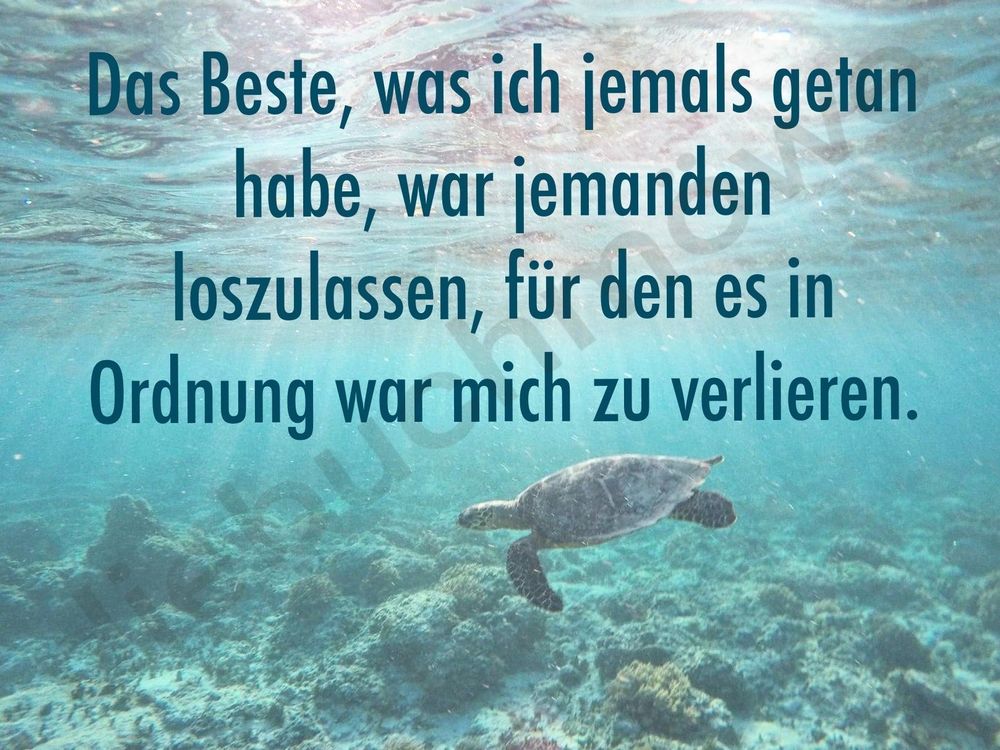 Druck Poster Print Schildkröte Spruch Zitat Meer Kaufen