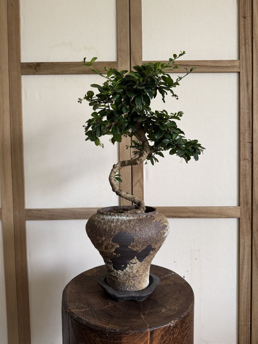 Pflanzen & Samen: Fukientee Bonsai 50cm – Gebraucht aus Rümlang von Gruseh.ch 1