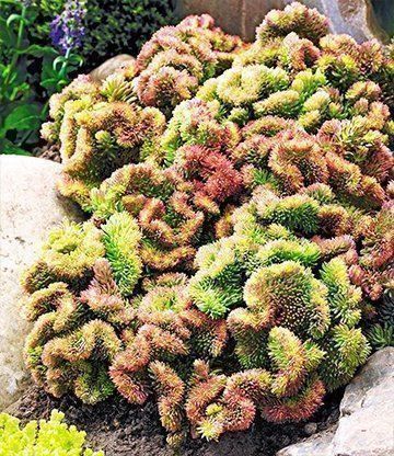 Pflanzen & Samen: korallen sedum - RARITàT – Neu (gemäss Beschreibung) aus Ibach von chaemilochhobbygarte 1