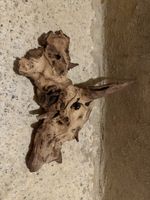 Aquarium-Wurzel / Naturholz ca. 31 × 25 cm – Aquascaping